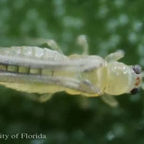 thumbnail for publication: Chilli thrips Scirtothrips dorsalis Hood (Insecta: Thysanoptera: Thripidae)